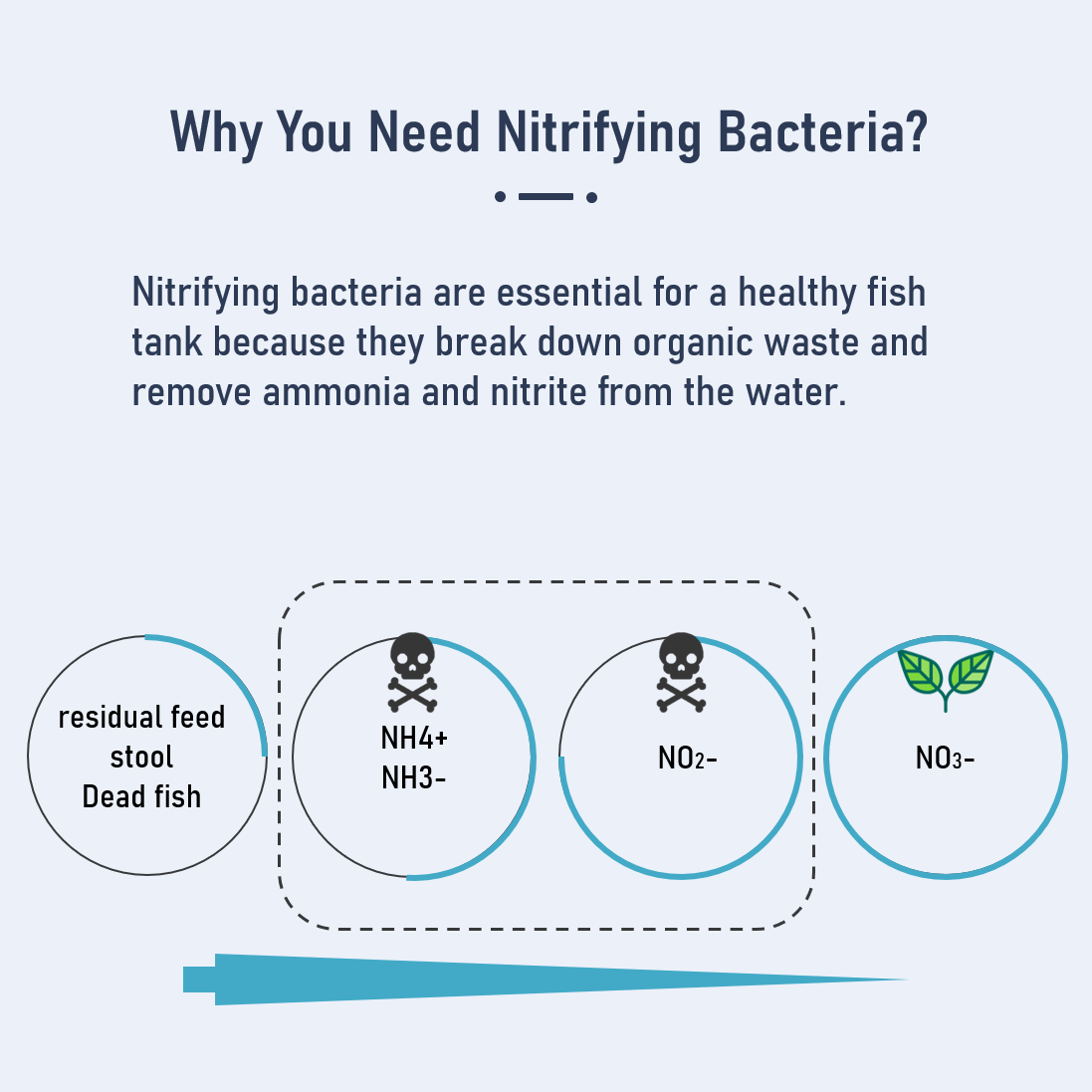 Nitrifying Bacteria to Establish Water Circulation System